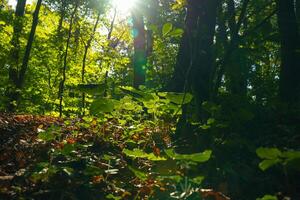 pequeño plantas y luz de sol en el bosque. biodiversidad concepto foto