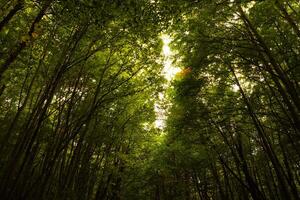 Moody lush forest view. Carbon neutrality concept background photo