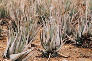 Aloe Vera plantation-many green plants on the island of Tenerife, Canary Islands, Spain. photo