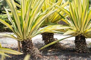 small palm trees on the island of Tenerife.Canary Islands, Spain photo