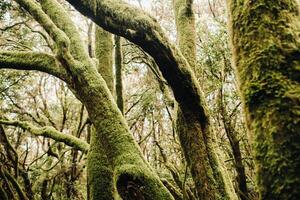 Garajonay National Park, laurel forest, laurisilva, La Gomera, Canary Islands, Spain photo