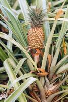 The pineapple on the clump has pink eyes. Pineapple trees grow tropical fruit in the pineapple plantation gardens. photo