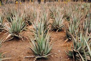 Aloe Vera plantation-many green plants on the island of Tenerife, Canary Islands, Spain. photo