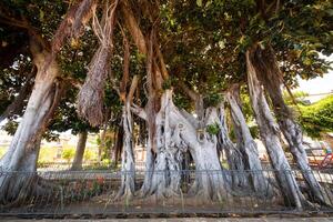 ico Delaware los vinos , tenerife, islas canarias, gran árbol Delaware ficus en el jard norte larva del moscardón nico foto