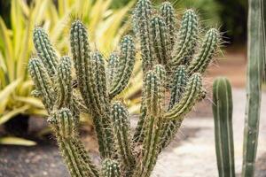 Large Cacti on the island of Tenerife.Canary Islands, Spain photo