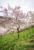 floreciente ramas cubierto flores, Praga en primavera tiempo. floración manzana parque petrin en Dom ligero. alto calidad foto. alto calidad foto