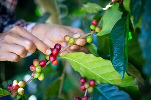 mano cosecha café frijol Fruta desde el árbol. agricultor mano cosecha rojo arábica café frijoles en café árbol. foto