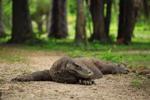 komodo dragon on beach, Komodo Island, East Nusa Tenggara, Indonesia photo