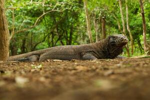 komodo dragon on beach, Komodo Island, East Nusa Tenggara, Indonesia photo