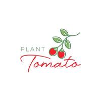 tomate rojo planta hojas línea estilo vistoso moderno sencillo minimalista logo diseño vector ilustración