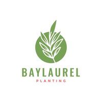 hoja bahía laurel con circulo sencillo planta florista botánico logo diseño vector icono ilustración