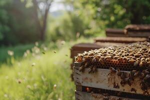 ai generado miel abejas trabajando con panal en el Colmena. de cerca bandera, primavera y verano antecedentes. apicultura, fauna silvestre y ecología concepto con Copiar espacio. foto