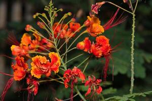 pride of barbados photo