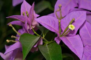 purple bougainvillea flower photo