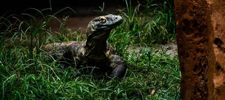 komodo continuar en playa, komodo isla, este nusa tengara, Indonesia foto