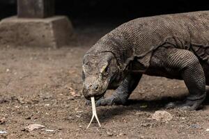 komodo dragon on beach, Komodo Island, East Nusa Tenggara, Indonesia photo