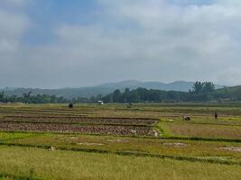 Landscape with cultivated community gardens photo
