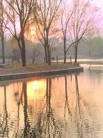 Trees with Reflection in Water photo