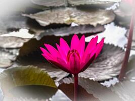 Red Water Lilly in the Lake photo