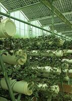 Vertical Garden in the Greenhouse photo