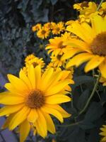 Yellow Bright Flower Arrangement photo