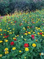Spring flowers in blossom photo