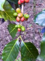 Raw Coffee Cherries on the Branch photo