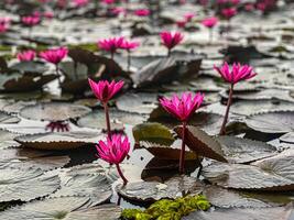 Red Lotus in the Lake in Thailand photo