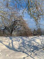 invierno con Nevado arboles foto