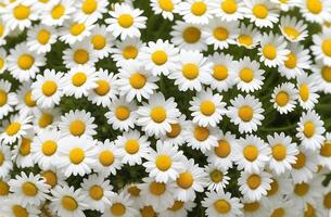 AI generated Chamomile field, top view. Many camomiles background photo