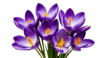 AI generated Violet crocuses, wild spring flowers bouquet, bunch isolated on white background photo