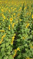 girasol campo en verano. video