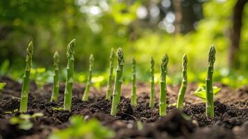 ai generado verde espárragos creciente en el vegetal jardín. selectivo enfocar. foto