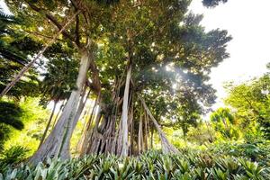 ficus árbol. gplant en un parque en puerto Delaware la cruz. del Norte tenerife, canario islas, España foto