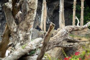 A big gorilla is sitting in the distance in nature photo