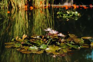 flores creciente en agua en el botánico jardín de puerto Delaware la cruz, tenerife, España. foto