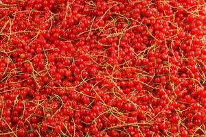 full-frame background and texture of red currants pile in high angle view photo