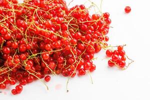 red currants on a white background photo