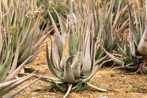 Aloe Vera plantation-many green plants on the island of Tenerife, Canary Islands, Spain. photo