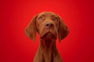 AI generated Close-up of a Hungarian fold-eared dog on a red background photo