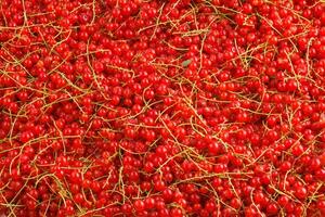 full-frame background and texture of red currants pile in high angle view photo