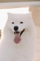 un grande blanco Samoyedo perro es sentado en el muelle cerca el yate foto