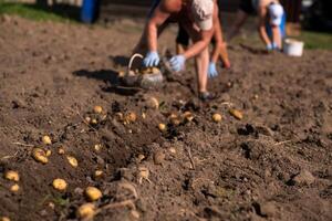 Picking potatoes on the field manually. A man harvests potatoes on earth photo