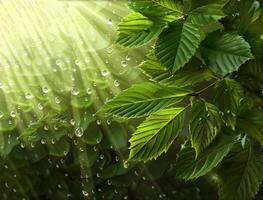 AI generated Sunlight filters through green leaves dotted with water droplets, casting rays of light in a tranquil forest scene photo