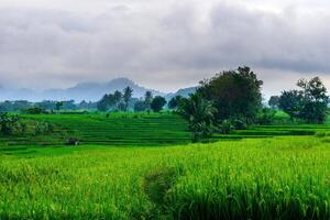 beautiful morning view from Indonesia of mountains and tropical forest photo