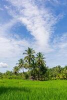 beautiful morning view from Indonesia of mountains and tropical forest photo