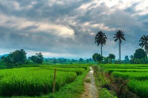 beautiful morning view from Indonesia of mountains and tropical forest photo