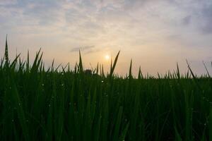 Beautiful morning view indonesia. Panorama Landscape paddy fields with beauty color and sky natural light photo