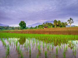 beautiful morning view from Indonesia of mountains and tropical forest photo