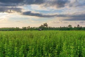 beautiful morning view from Indonesia of mountains and tropical forest photo